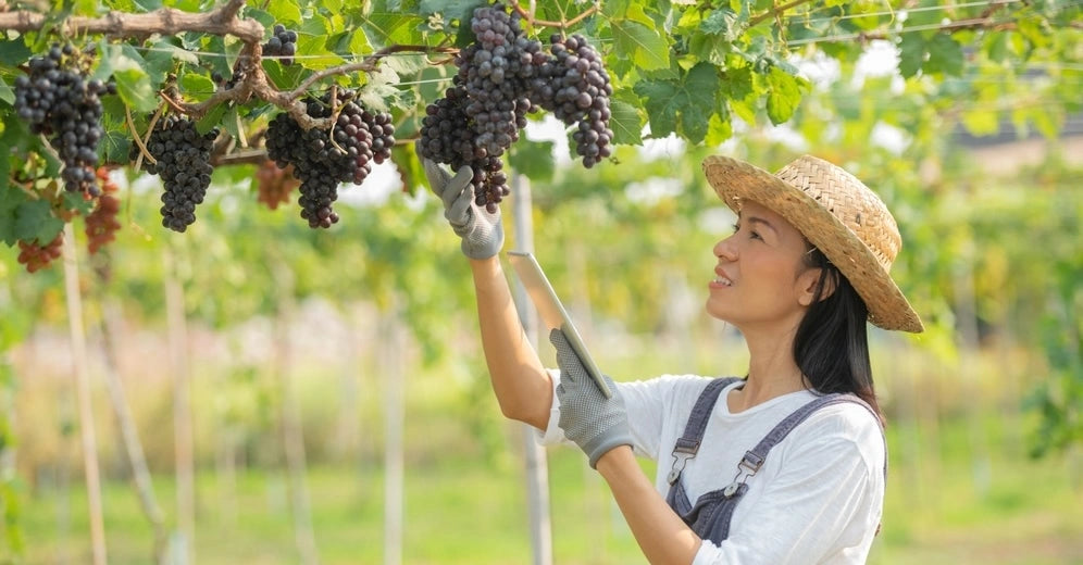 Woman admiring grapes at winery